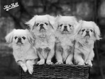 Прикрепленное изображение: 10116178_FB_Group_of_Four_White_Pekingese_Puppies_in_a_Basket_Owned_by_Stewart_Posters.jpg