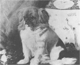 Looty, famoso ejemplar bicolor, obsequiado a la Reina Victoria, el murio en 1872