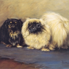 Pekingese-OU24.jpg