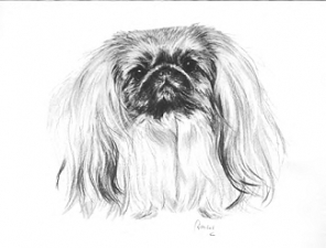 Pekingese_21_sw_kompr..jpg