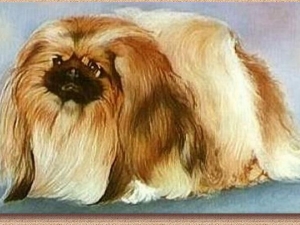 Pekingese_Chip.jpg