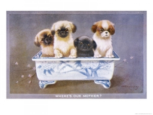a-kennedy-four-pekingese-puppies-sitting-in-a-chinese-style-ceramic-bowl
