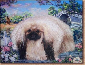 pekingese_bijou.jpg