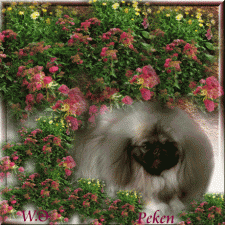 blumen6