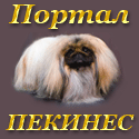  Pekingese Portal - ��� � ������ ������� �� ����� �������: �����, ���������, ���� �� �������. ����� �������.
